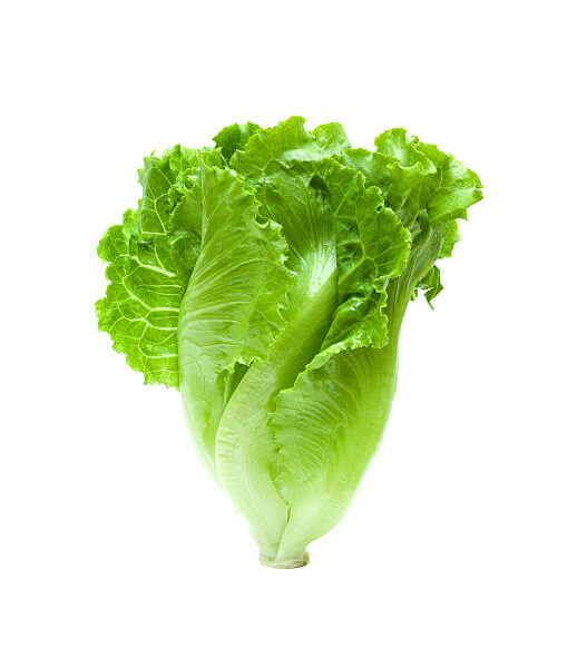 Lettuce Leaf